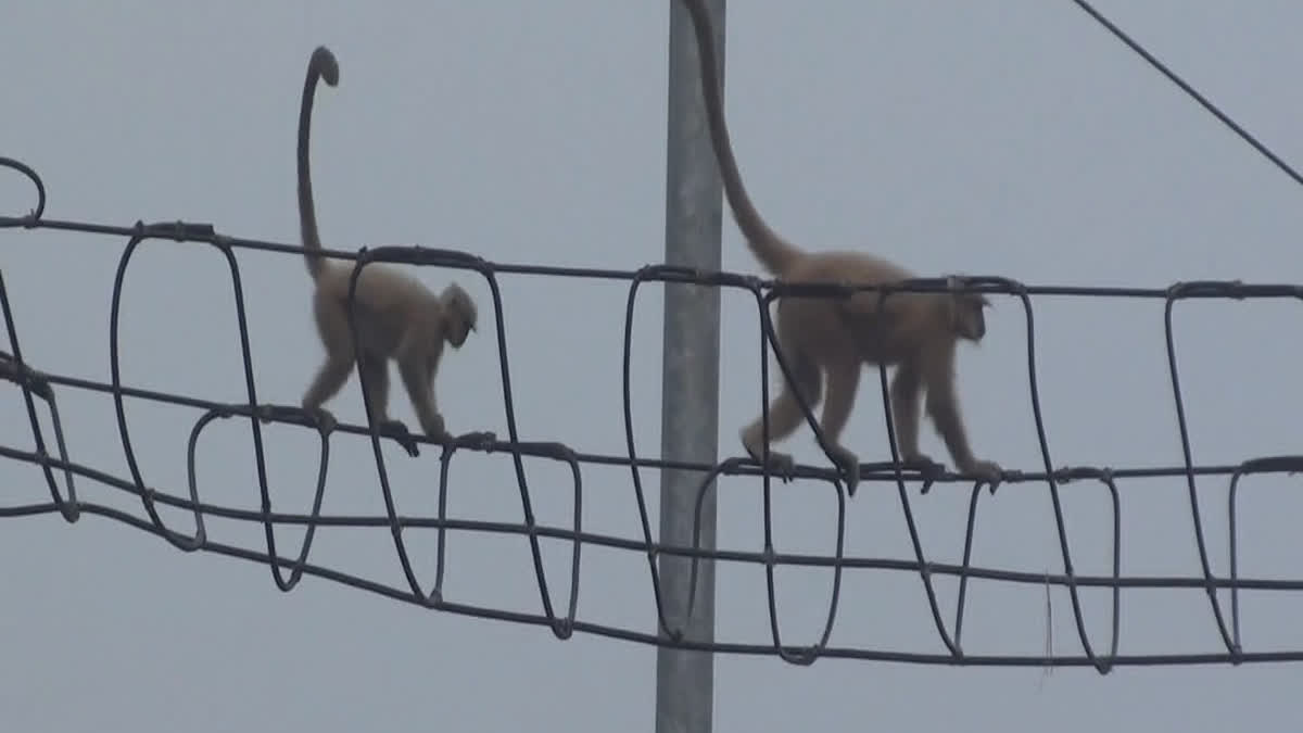 Golden Langurs Of Kakoijana Swing, Jump And Play On Hanging Bridges Built  By Assam Natives