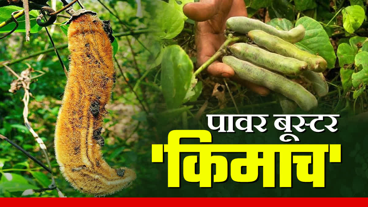 shahdol tribal food Kevach benefits