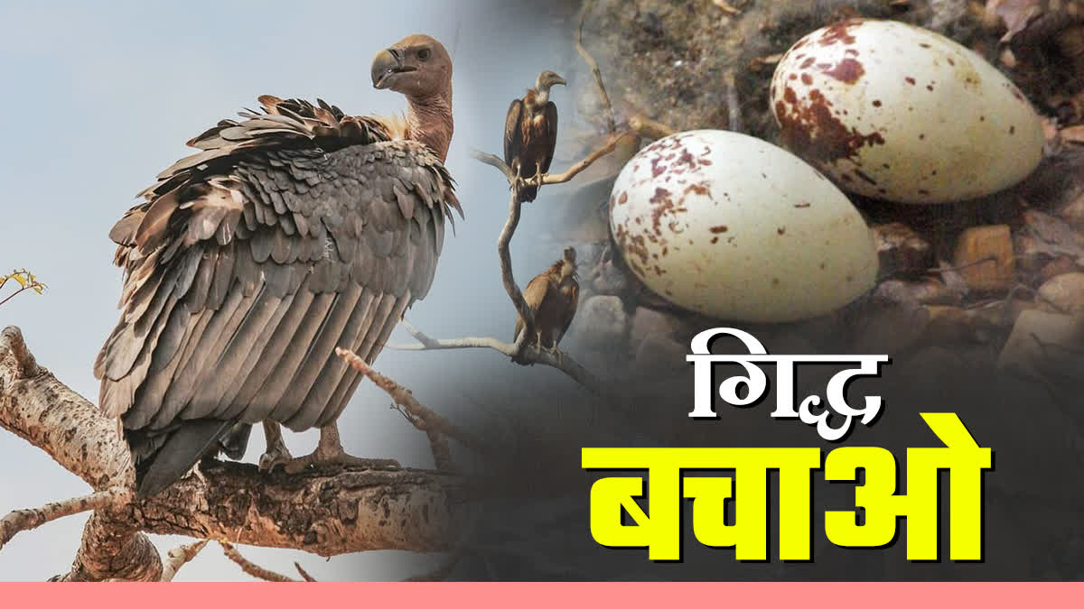 VULTURE REPRODUCTION STORY