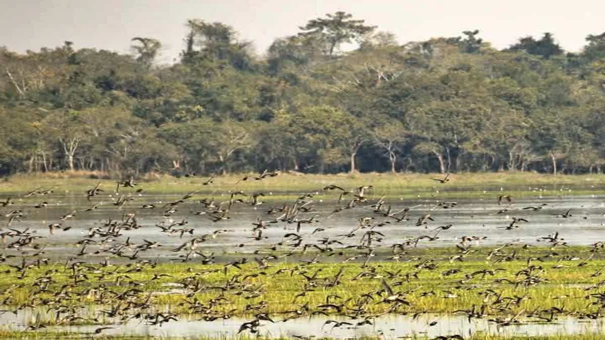 Migratory Bird Numbers Increase