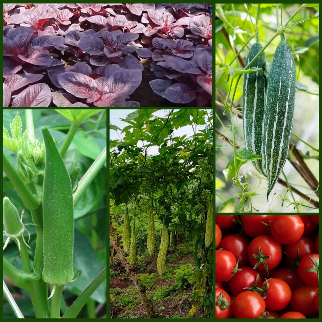 CROPS TO BE CULTIVATED IN INDIA  VEGETABLE FARMING IN INDIA  ഇന്ത്യയില്‍ കൃഷി രീതി  AGRICULTURE 12 MONTH TO DO