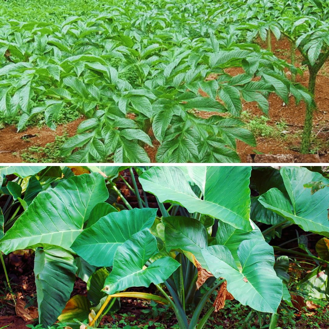 CROPS TO BE CULTIVATED IN INDIA  VEGETABLE FARMING IN INDIA  ഇന്ത്യയില്‍ കൃഷി രീതി  AGRICULTURE 12 MONTH TO DO