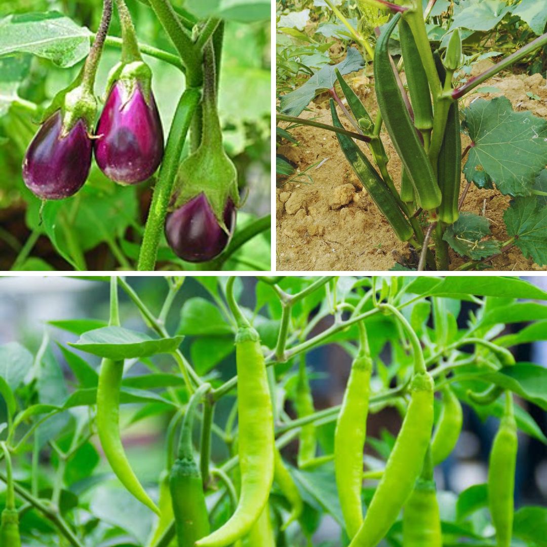 CROPS TO BE CULTIVATED IN INDIA  VEGETABLE FARMING IN INDIA  ഇന്ത്യയില്‍ കൃഷി രീതി  AGRICULTURE 12 MONTH TO DO