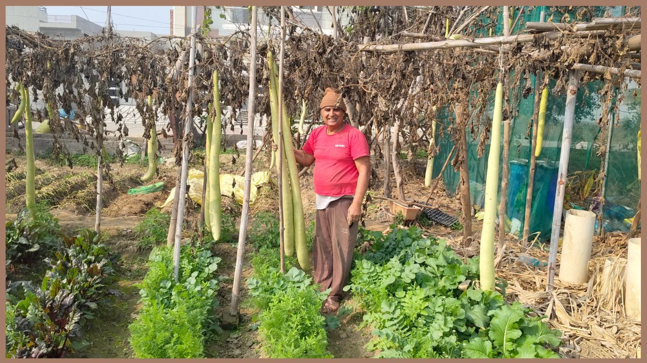 Randheer gourd Farming