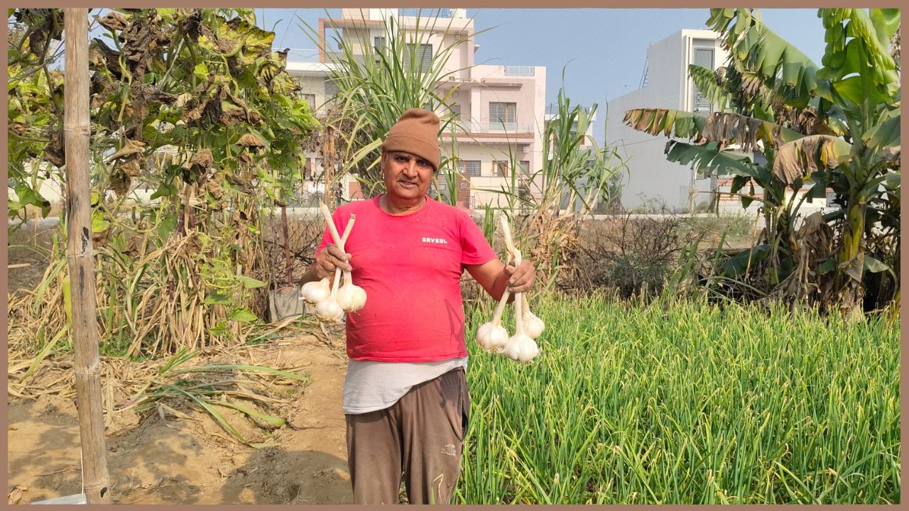 Randhir garlic Farming