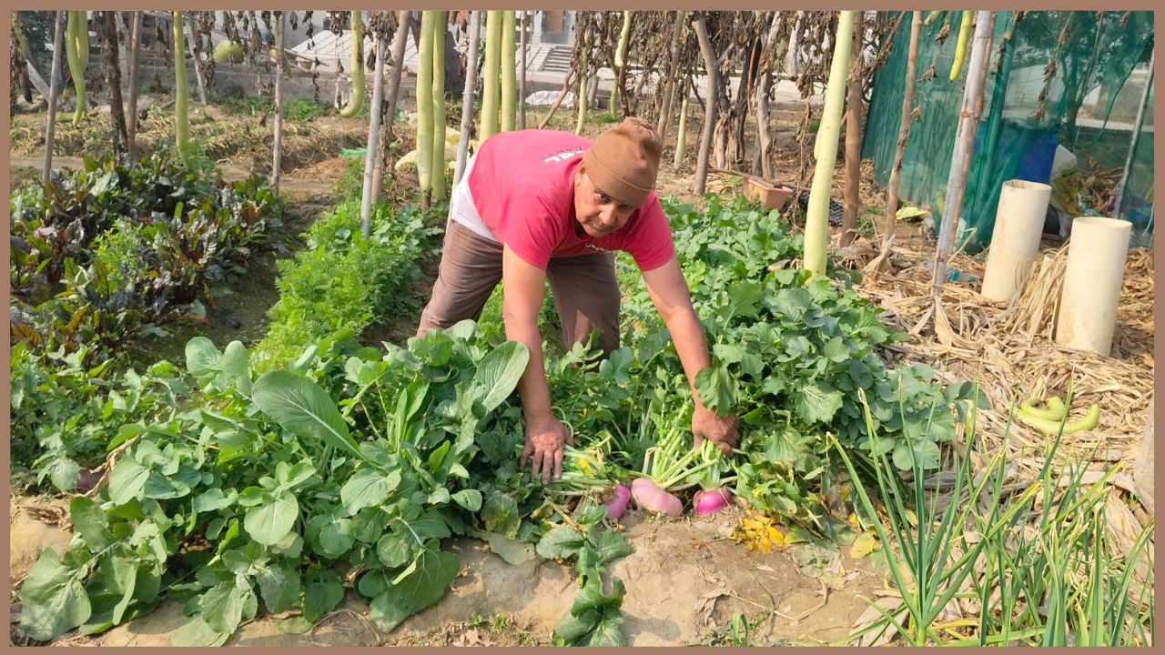 Kurukshetra Randhir Kitchen gardening