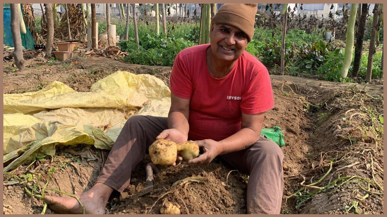 Randhir potatoes Farming