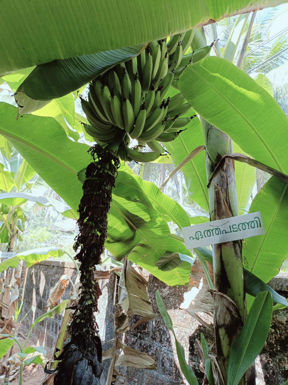 GFHSS BEKAL BANANA FARM  BANANA FARMING IN SCHOOL  BANANA FARMING KASARAGOD  VARIETY BANANA PLANTS IN KERALA