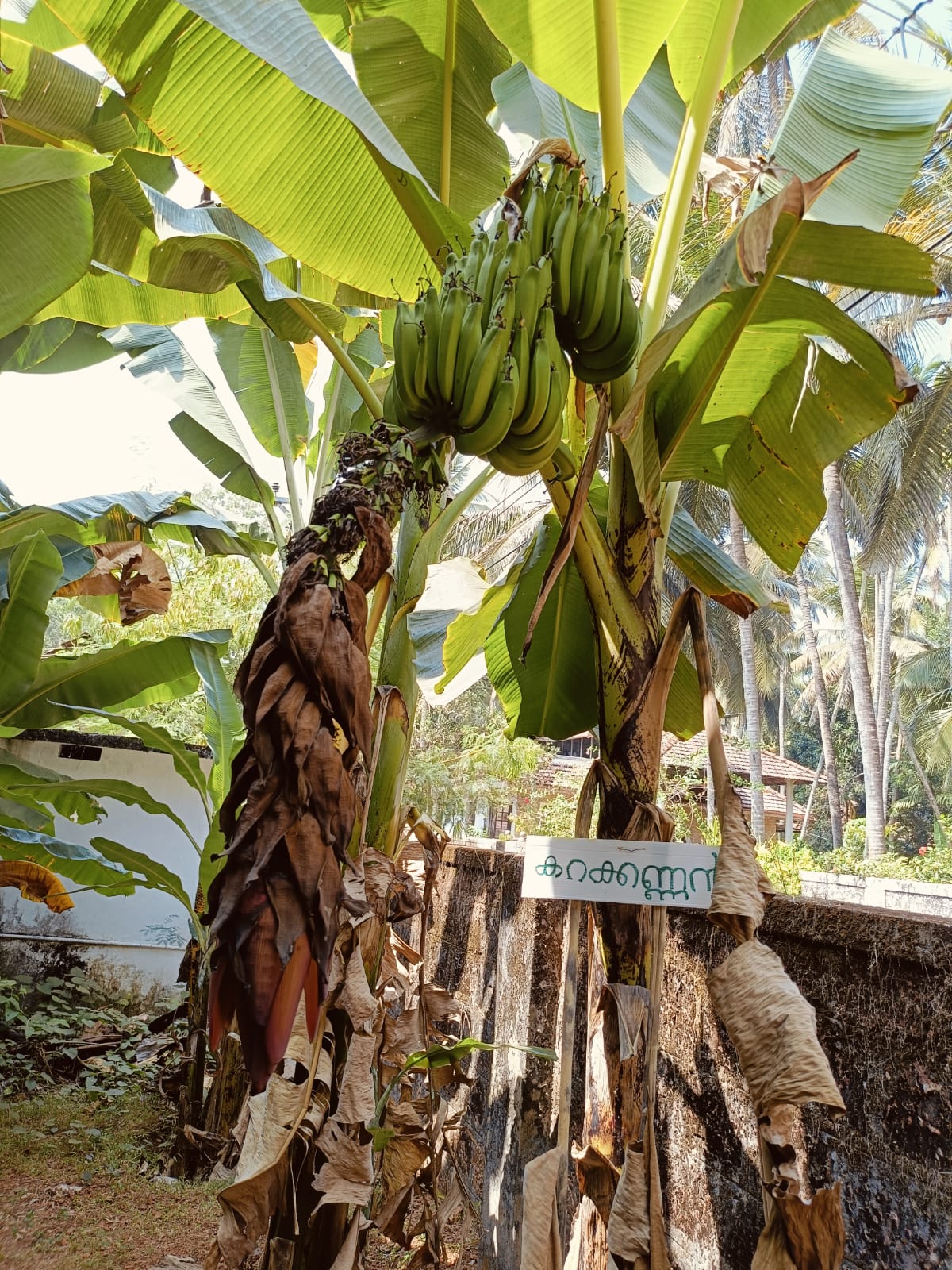 GFHSS BEKAL BANANA FARM  BANANA FARMING IN SCHOOL  BANANA FARMING KASARAGOD  VARIETY BANANA PLANTS IN KERALA