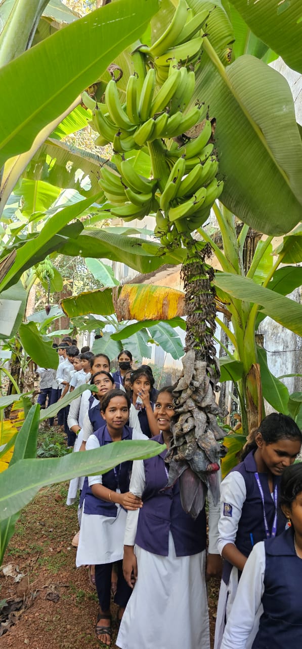 GFHSS BEKAL BANANA FARM  BANANA FARMING IN SCHOOL  BANANA FARMING KASARAGOD  VARIETY BANANA PLANTS IN KERALA