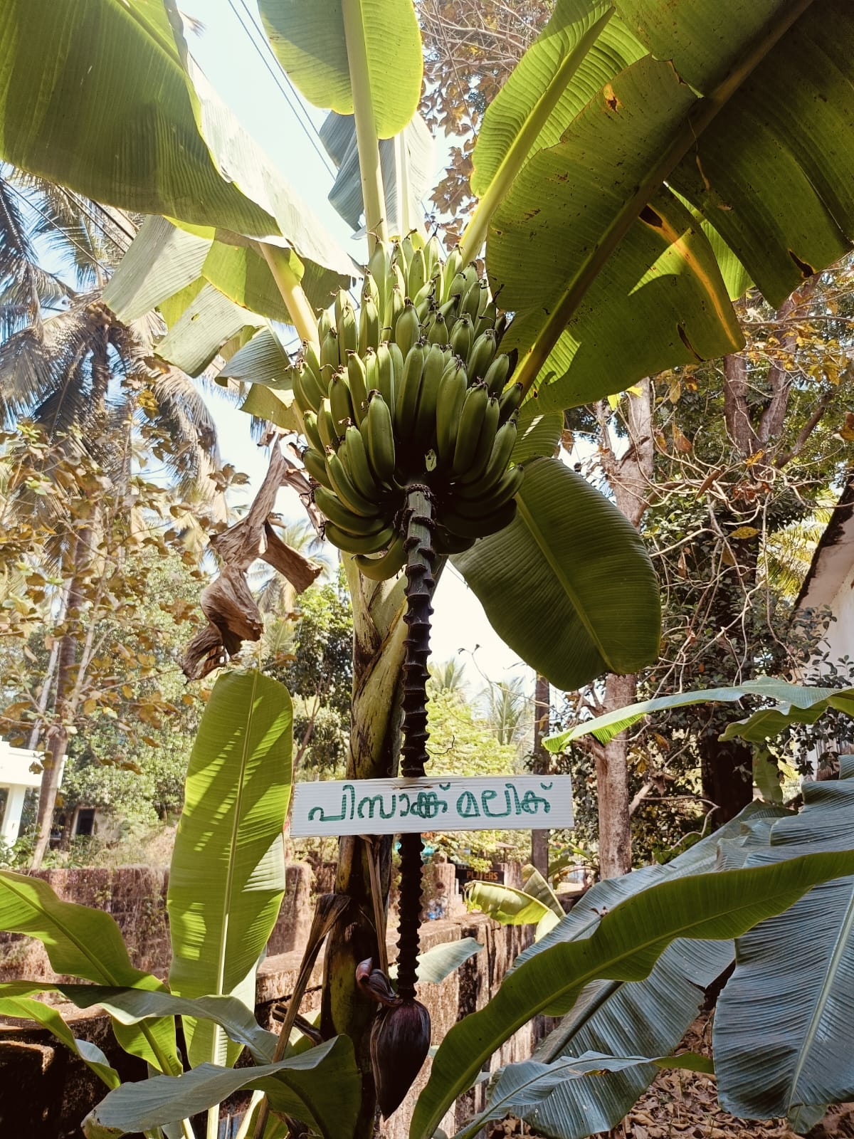 GFHSS BEKAL BANANA FARM  BANANA FARMING IN SCHOOL  BANANA FARMING KASARAGOD  VARIETY BANANA PLANTS IN KERALA