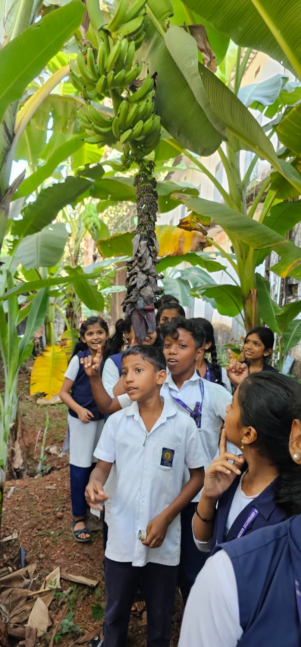 GFHSS BEKAL BANANA FARM  BANANA FARMING IN SCHOOL  BANANA FARMING KASARAGOD  VARIETY BANANA PLANTS IN KERALA