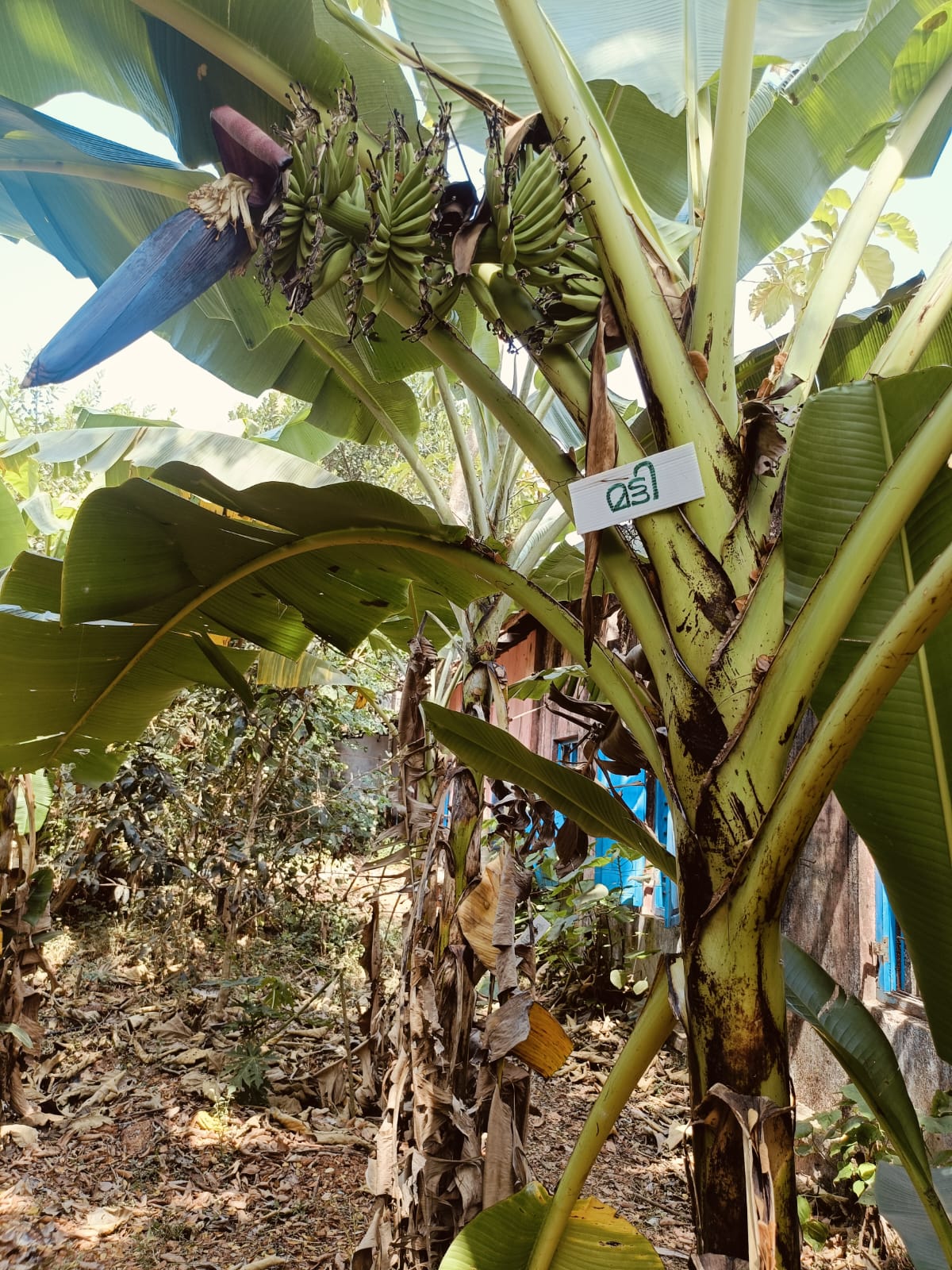 GFHSS BEKAL BANANA FARM  BANANA FARMING IN SCHOOL  BANANA FARMING KASARAGOD  VARIETY BANANA PLANTS IN KERALA