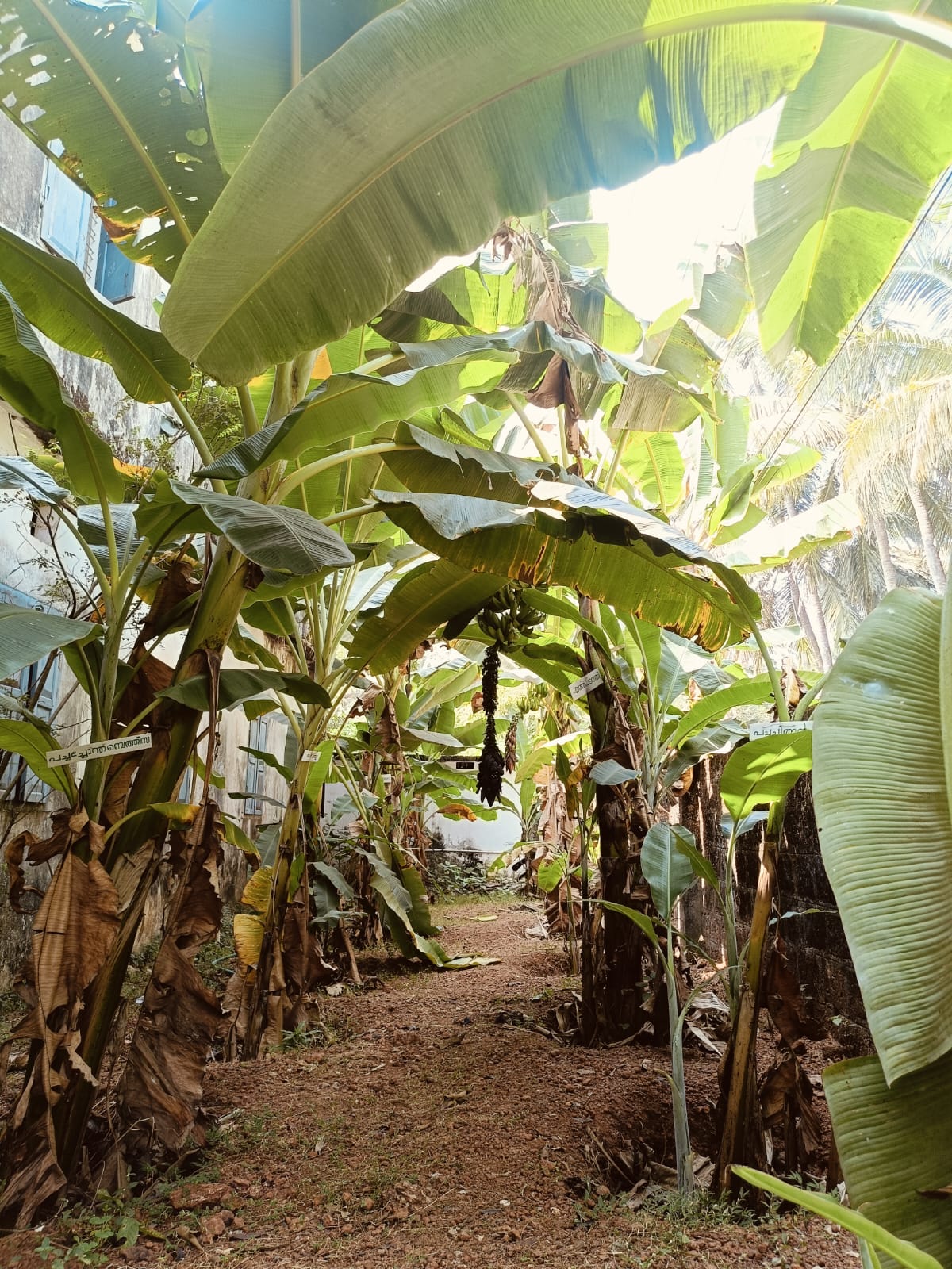 GFHSS BEKAL BANANA FARM  BANANA FARMING IN SCHOOL  BANANA FARMING KASARAGOD  VARIETY BANANA PLANTS IN KERALA