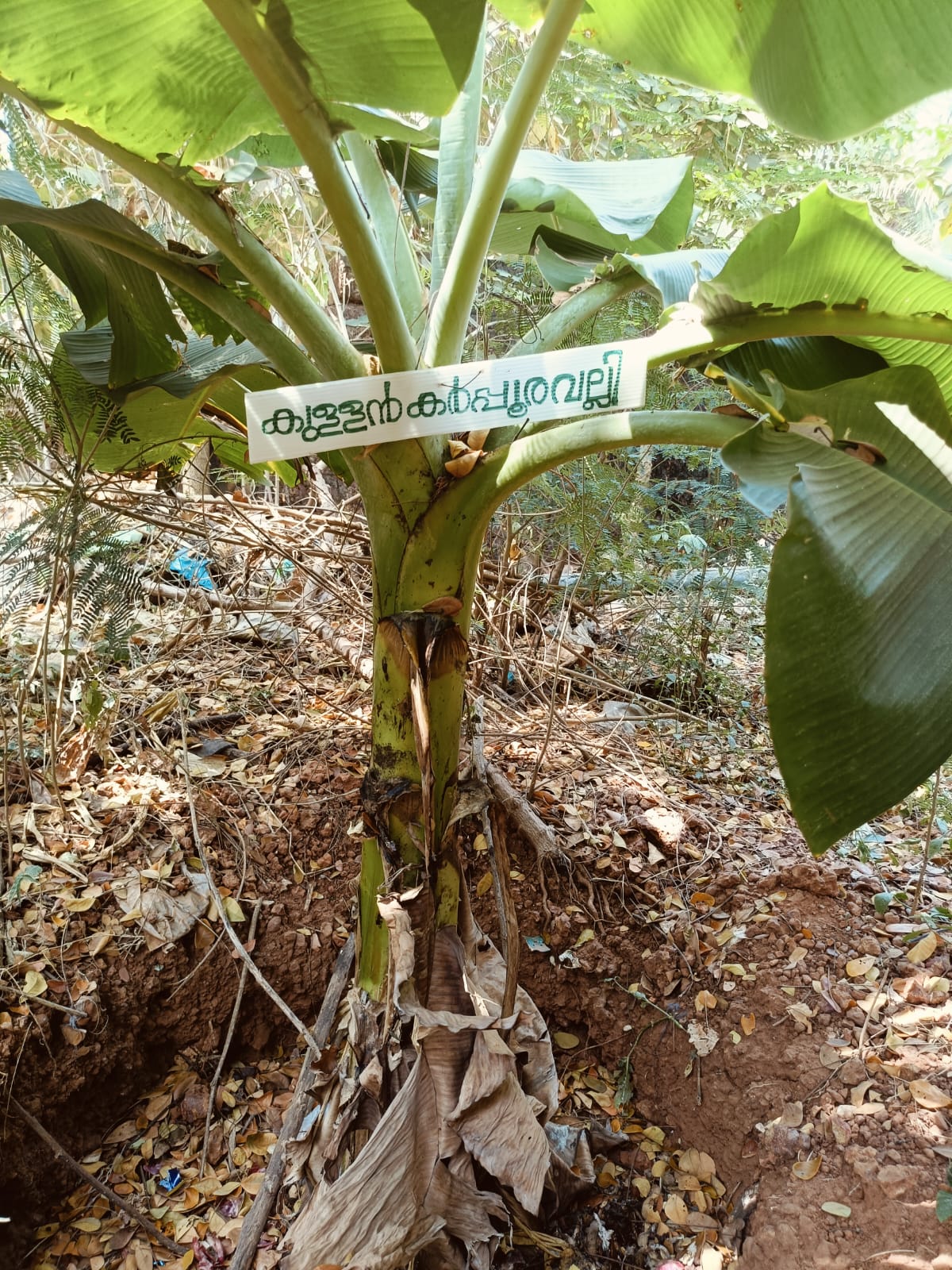 GFHSS BEKAL BANANA FARM  BANANA FARMING IN SCHOOL  BANANA FARMING KASARAGOD  VARIETY BANANA PLANTS IN KERALA