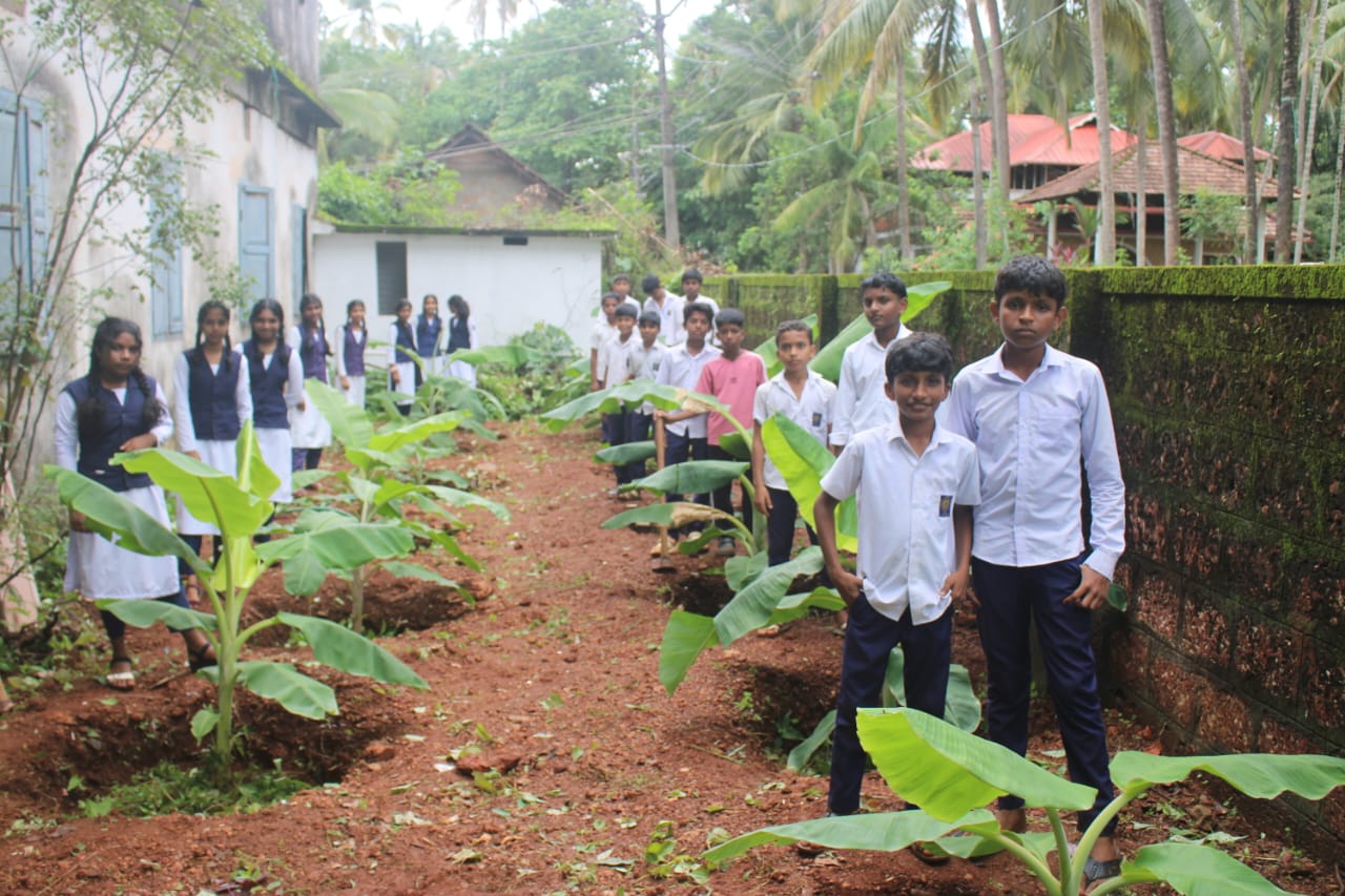 GFHSS BEKAL BANANA FARM  BANANA FARMING IN SCHOOL  BANANA FARMING KASARAGOD  VARIETY BANANA PLANTS IN KERALA