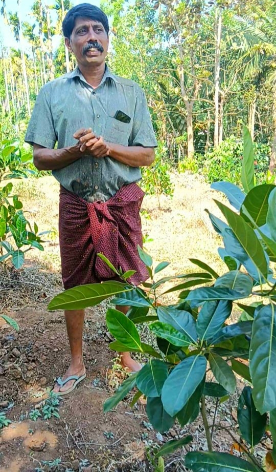 JACKFRUIT  JACKFRUIT GROW ON GROUND  വിയറ്റ്നാം ഏർലി പ്ലാവ്  JACKFRUIT CULTIVATION