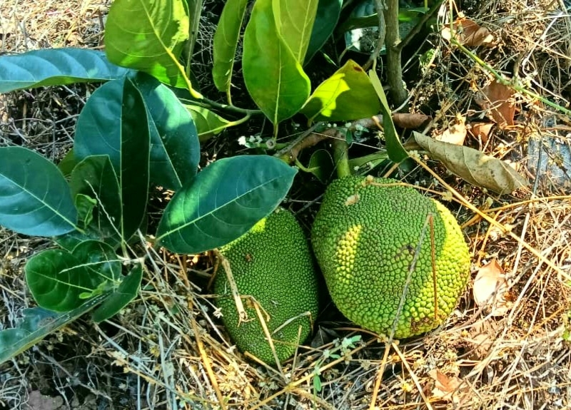 JACKFRUIT  JACKFRUIT GROW ON GROUND  വിയറ്റ്നാം ഏർലി പ്ലാവ്  JACKFRUIT CULTIVATION