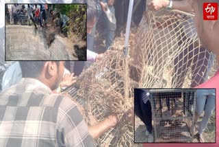 Leopard Cub Rescue in Amravati, Rescue team safely rescues leopard cub that fell into well