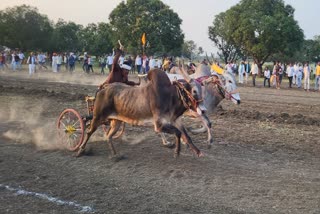 BADAL AND SAJAN BULL BECAME WINNER