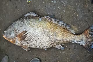 Rare Kachidi Fish  In Kakinada Coast