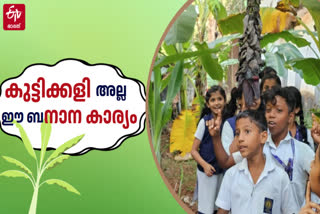 GFHSS BEKAL BANANA FARM  BANANA FARMING IN SCHOOL  BANANA FARMING KASARAGOD  VARIETY BANANA PLANTS IN KERALA