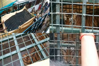 TIGER IN WAYANAD PULPALLY  THIRUVANANTHAPURAM ZOO  കടുവ തിരുവനന്തപുരം മൃഗശാല  പെണ്‍കടുവയെ മൃഗശാലയിലേക്ക് മാറ്റി