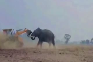 ELEPHANT HIT WITH JCB