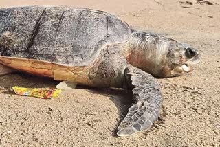 Turtle Deaths Surge On Andhra Coast, Over 3000 Carcasses Found In January