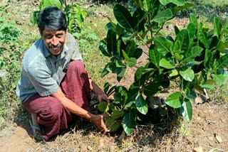 JACKFRUIT  JACKFRUIT GROW ON GROUND  വിയറ്റ്നാം ഏർലി പ്ലാവ്  JACKFRUIT CULTIVATION