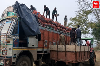 GOLAGHAT PUMKIN EXPORT