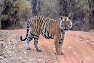 CHHOTA BHEEM BANDHAVGARH TIGER