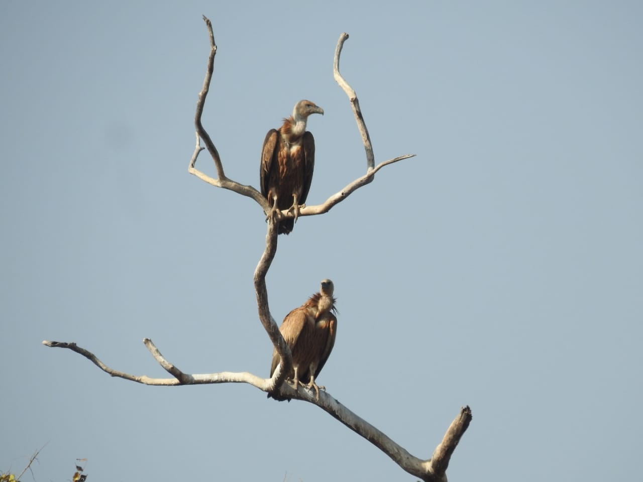 Sagar Vulture Reproduction