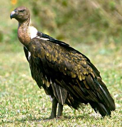 vulture lays one egg in year