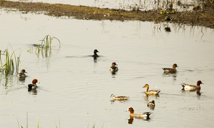 Migratory Bird Numbers Increase