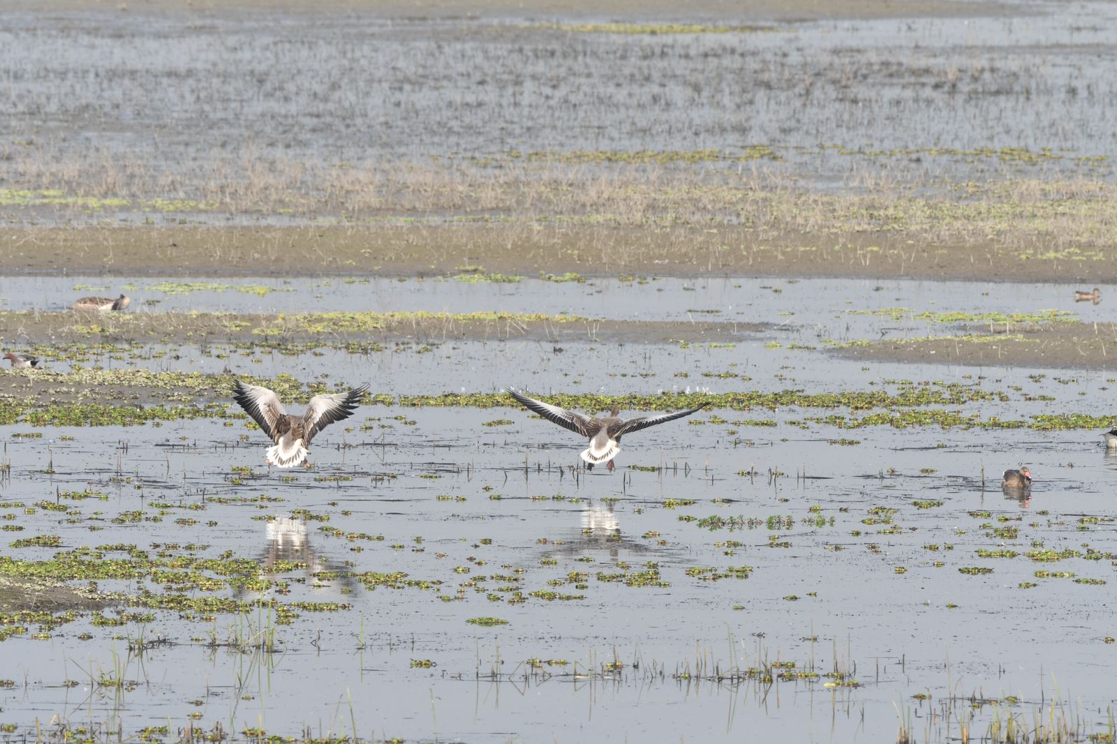 Migratory Bird Numbers Increase