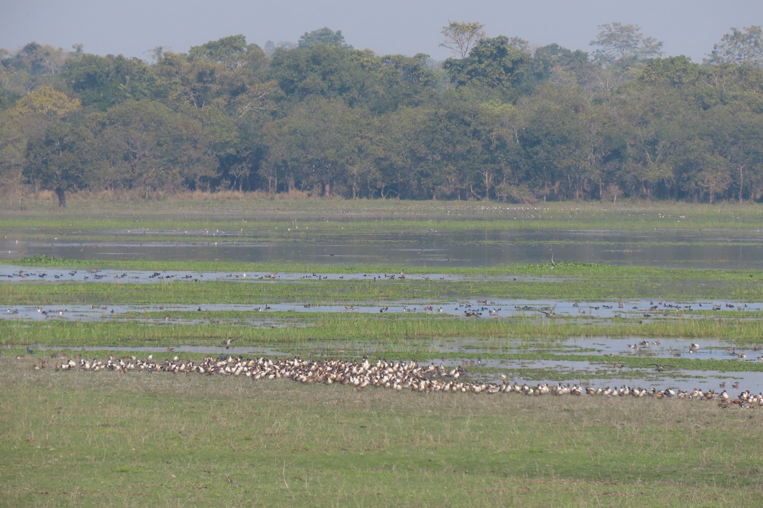 Migratory Bird Numbers Increase