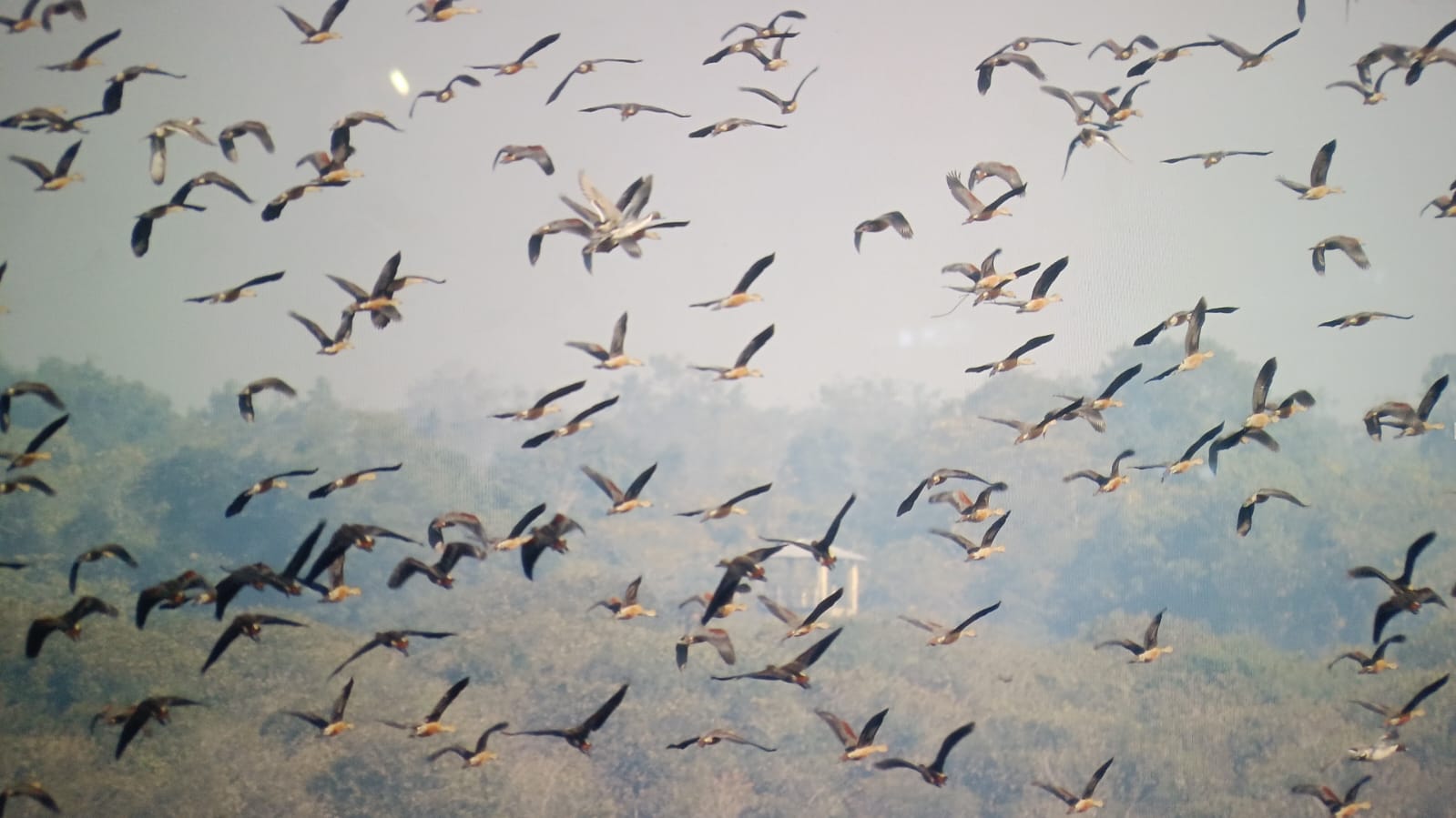 Migratory Bird Numbers Increase