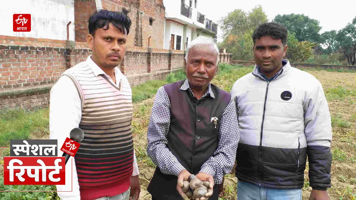 Farrukhabad Potato Variety Crop