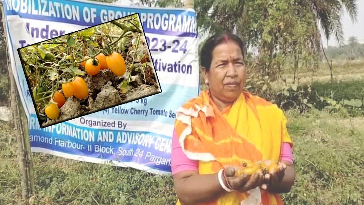 Cherry Tomatoes Farming