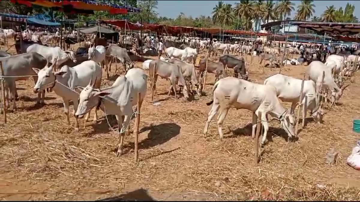 ಸಿದ್ದಗಂಗಾ ಮಠದ ಜಾನುವಾರು ಜಾತ್ರೆಯಲ್ಲಿ ಹಳ್ಳಿಕಾರ್ ತಳಿಯ ಜಾನುವಾರುಗಳದ್ದೆ ಕಾರುಬಾರು