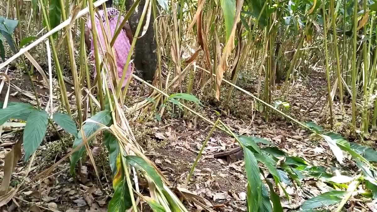 Idukki  Valavankodu  വന്യമൃഗ ശല്യം  നടപടി  Wild elephant fear