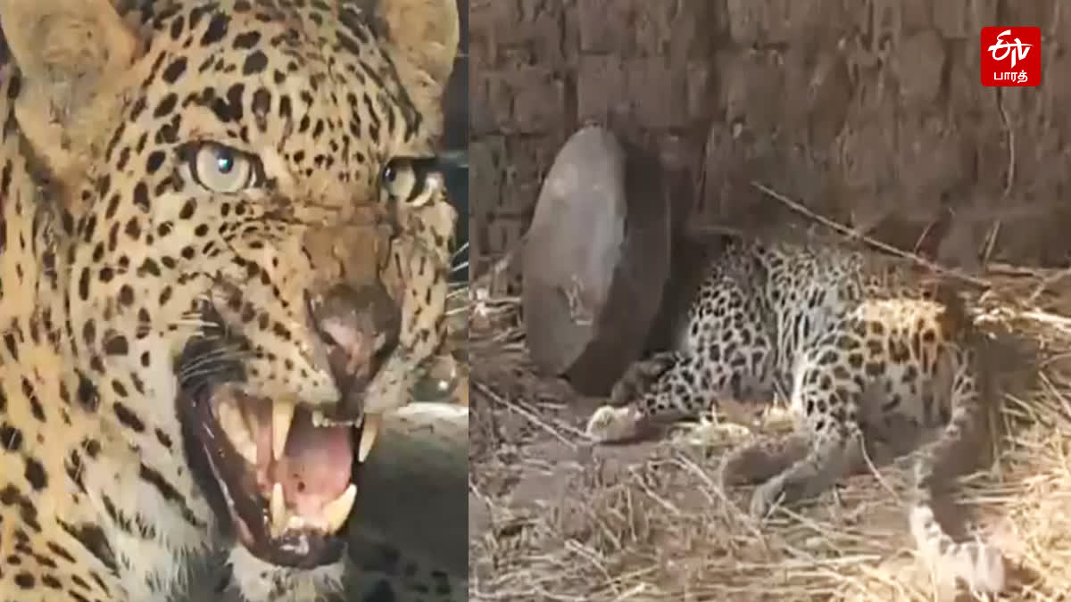 Leopard spent five hours with its head stuck in metal vessel in village in Maharashtra