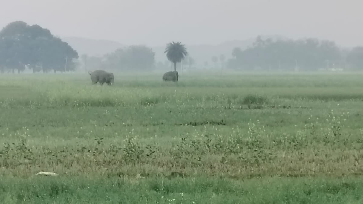 गया के ग्रामीण इलाके में दो हाथियों की दहशत