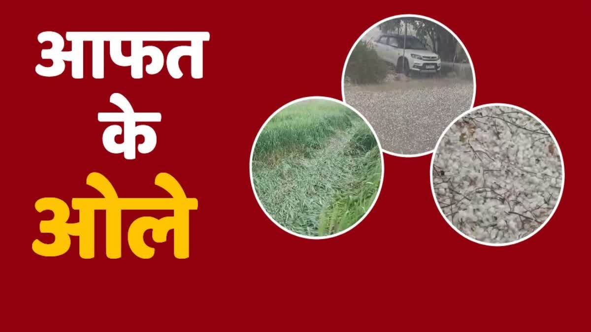 Hailstorm and Rain in Haryana Crops Damaged Haryana Farmers Weather Update