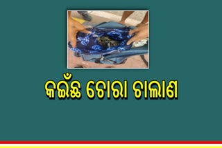 କଇଁଛ ଚୋରା ଚାଲାଣ , ମାଡ଼ି ବସିଲା ଇଣ୍ଟିଲଜେନ୍ସ ଟିମ୍