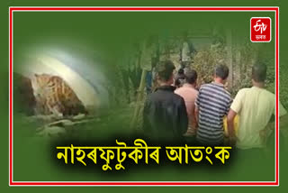 Leopard scare at Mohanbari in Dibrugarh