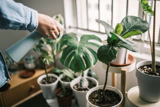 Plant Tips News