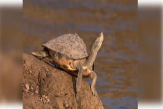 baby turtles rescued