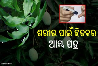 ସ୍ୱାସ୍ଥ୍ୟ ପାଇଁ ଲାଭଦାୟକ ଆମ୍ବ ପତ୍ର, ଏହି ରୋଗରୁ ଦେଇଥାଏ ମୁକ୍ତି